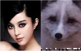 跟动物撞脸的明星图片,奇妙的生物与光影巧合大揭秘”