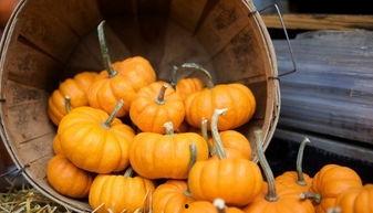 818小南瓜娱乐,揭秘娱乐圈新势力崛起背后的故事