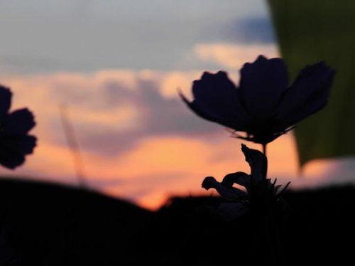 敌不过想念创作背景,敌不过想念的深情演绎